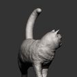 british-shorthair-cat7.jpg british shorthair cat 3D print model