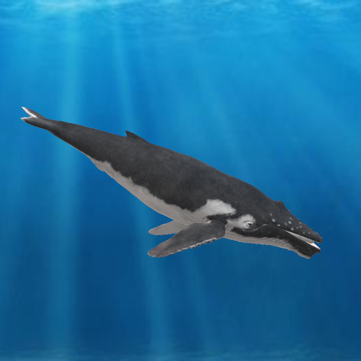 Humpback Whale 3D model