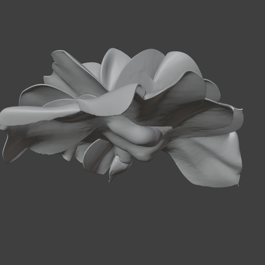 Garden_Rose2.png Hi-Res Garden Rose