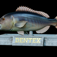 Dentex-mouth-statue-24.png fish Common dentex / dentex dentex open mouth statue detailed texture for 3d printing