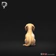 Dachshund-Miniature-Smooth-Haired-Pose-07-Dog-3D-Print-5s.jpeg Dachshund Miniature Smooth Haired Pose 07