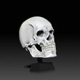 Skull02.jpg Human Head - Anatomy Skull- Reference Tool