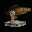 common-carp-trophy-2-2-1-6.png COMMON CARP (CYPRINUS CARPIO) fish in motion trophy statue detailed texture for 3d printing