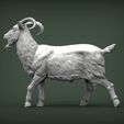 Goat4.jpg Goat 3D print model