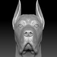 2.jpg Great Dane head for 3D printing