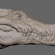 ZBrush-Document3.jpg Crocodile