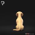 Dachshund-Smooth-Haired-Pose-04-Dog-3D-Print-5s.jpeg Teckel à poil lisse Pose 04