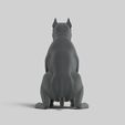 5.jpg American Pitbull Pose 02