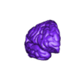 right_brain_obj.obj 3D Model of Brain with Cerebellum and Brain Stem