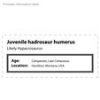 Hadrosaur_humerus2_label.jpg Young Hadrosaur Humerus