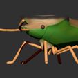 lat-izq.jpg dichelops furcatus - Green bellied bug
