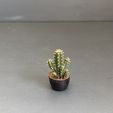 IMG_5425.jpg Miniature Plants for Dollhouse miniature greenery