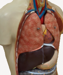 Screenshot.png Anatomical Body (Spine)