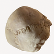 ho,osskul.png Best Detailed Homo sapiens Skull