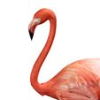 A3.jpg DOWNLOAD Flamingo 3D MODEL ANIMATED - BLENDER - 3DS MAX - CINEMA 4D - FBX - MAYA - UNITY - UNREAL - OBJ -  Flamingo DINOSAUR DINOSAUR Flamingo DINOSAUR BIRD