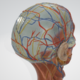 Head-neck-cross-section-4.png Head & Neck Cross-Section 3D Model – Brain, Brainstem, Nasal Sinus, Pharynx, Larynx, Muscle, Artery, Vein | High-Resolution Anatomy