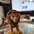 Lion5.jpg Lion
