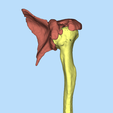 Capture.png HUMERUS ANATOMY MODEL