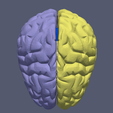 15.png 3D Model of Human Brain v3
