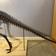 Life size baby T-rex skeleton - Part 09/10