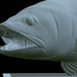 zander-statue-4-mouth-open-50.png fish zander / pikeperch / Sander lucioperca open mouth statue detailed texture for 3d printing