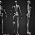 Female-Human-Skeleton-3D-Model-sculpted-by-Yacine-BRINIS-009.jpg Highly Detailed Human Skeleton (Female)