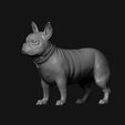 09.jpg French Bulldog model 3D print model