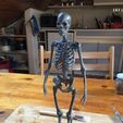 IMG_0596_display_large.jpg STL-Datei Human Skeleton kostenlos herunterladen • 3D-druckbares Modell, Cornbald