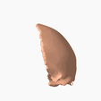 7.png FRONTAL BONE SEGMENTED 3D MODEL