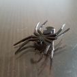 b22c63234f418f6f77a648954dcbca08_display_large.jpg House Spider Fixed