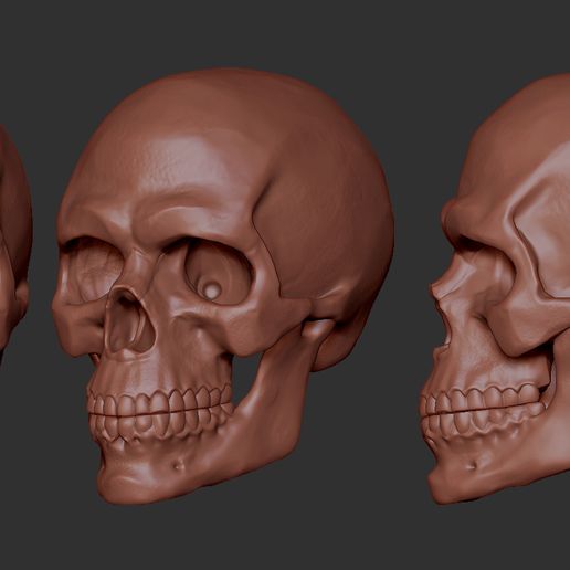 01.jpg Free STL file Skull・3D printer model to download, F-solo