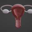 1.png.a69ea5876b9c5a9e82c0c9a7261b0c68.png 3D Model of Female Reproductive System v2
