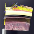 thorax-thoracotomy-thoracocentesis-intercostal-nerve-block-3d-model-blend-79.jpg thorax thoracotomy thoracocentesis intercostal nerve block 3D model