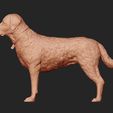 08.jpg Labrador Retriever model 3D print model