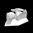Screen-Shot-2023-02-03-at-9.19.33-AM.png Anatomical Model - Right Shoulder Bone Joint