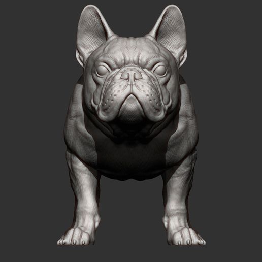 french-bulldog-9.jpg Archivo 3D Modelo de impresión en 3D de un Bulldog Francés・Objeto imprimible en 3D para descargar, akuzmenko