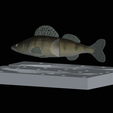 Am-bait-zander-13cm-6mm-eye-3.png AM bait zander / pikeperch fish 13cm breaking form for predator fishing