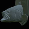 White-grouper-head-trophy-42.png fish head trophy white grouper / Epinephelus aeneus open mouth statue detailed texture for 3d printing