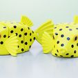 01.jpg Flexi Boxfish