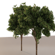 Tree-3.png Trees