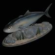Greater-Amberjack-statue-1-22.png fish greater amberjack / Seriola dumerili statue underwater detailed texture for 3d printing