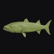 barracuda_0013.jpg Barracuda