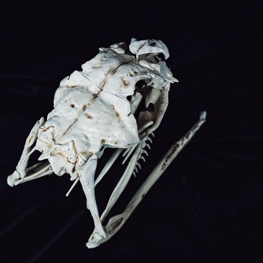 IMG_1233.jpg Realistic Snake Skull Collection