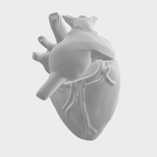 Human heart 3D model