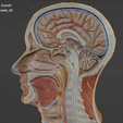 Head-neck-cross-section-5.png Head & Neck Cross-Section 3D Model – Brain, Brainstem, Nasal Sinus, Pharynx, Larynx, Muscle, Artery, Vein | High-Resolution Anatomy