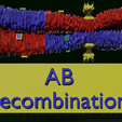 0028.png Chromosome genetic recombination blender 3d