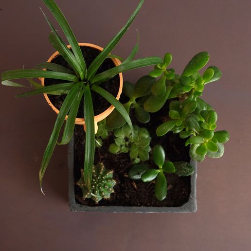 05.jpg Pflanzgefäß "Extra"