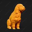 1047-Basset_Griffon_Vendeen_Petit_Pose_05.jpg Basset Griffon Vendeen Petit Dog 3D Print Model Pose 05