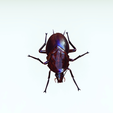 0000.png COCKROACH - DOWNLOAD Cockroach 3d model - animated for blender-fbx-unity-maya-unreal-c4d-3ds max - 3D printing COCKROACH INSECT