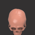 5.png HUMAN SKULL DETAILED